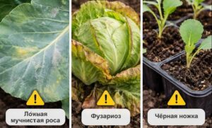 болезни листьев капусты