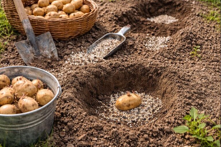 чем удобрять картофель при посадке