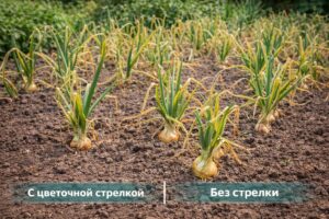 Почему лук плохо растёт и желтеет