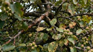 Ошибки выращивания плодовых деревьев