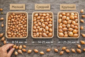 подготовка лука к посадке