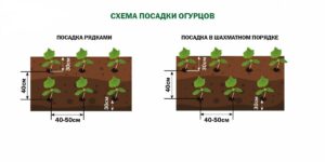 Схема посадки рассады огурцов в грядку