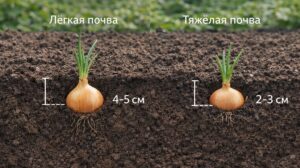 глубина посадки лука