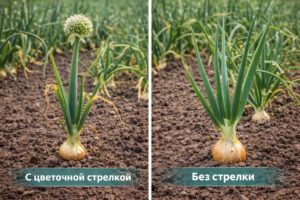 последствия стрелкования лука для урожая